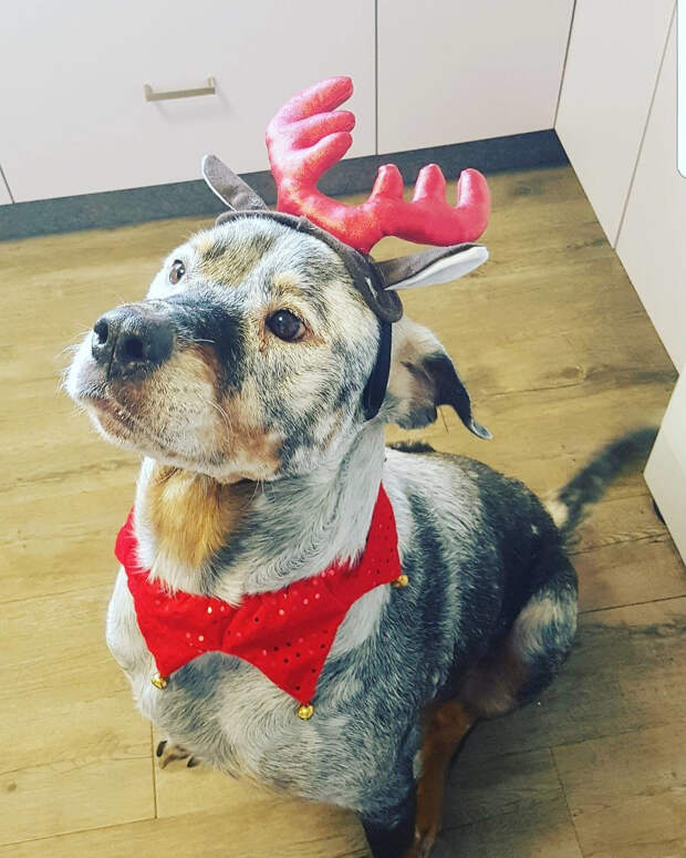 Фото © Insragram/chevy_the_rottie