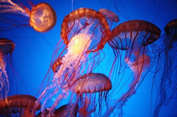 A group of jellyfish known as Atlantic sea nettle swims at the Monterey Bay Aquarium in California. Jellyfish have been in existence for more than 500 million years.
