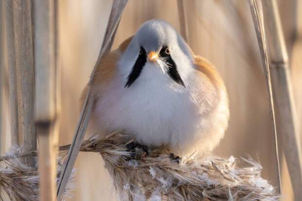 В Петербург прибыли необычные усатые синицы без ушей и синицы