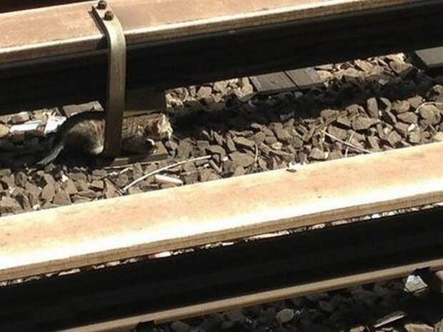 Спасение котят в метро Спасение котят в метро