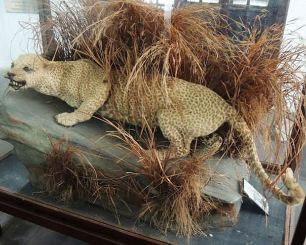 Занзибарский леопард вымерли, животные, топ10