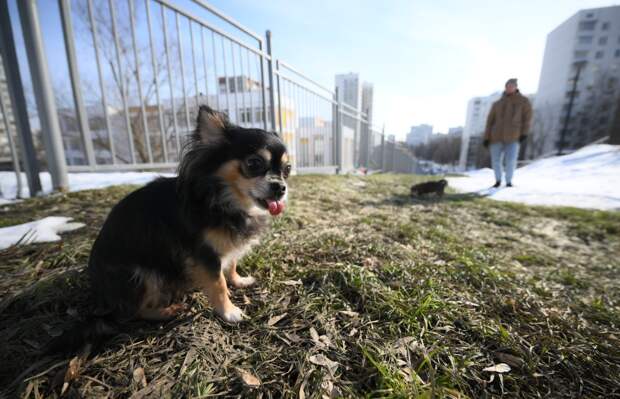 Владельцев питомцев предупредили о скрытой опасности весной