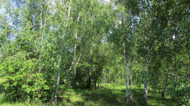 На торги выставлены 32 участка под строительство дома рядом с Коломной