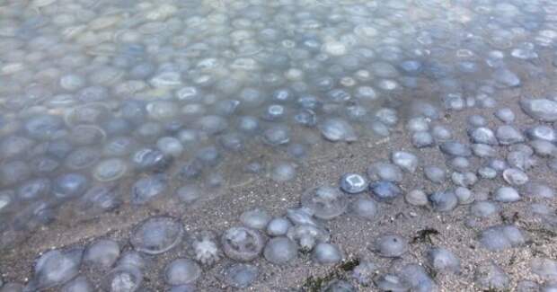 Медузы на Азовском море