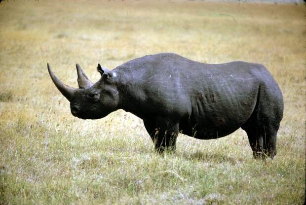 Западноафриканский черный носорог вымерли, животные, топ10