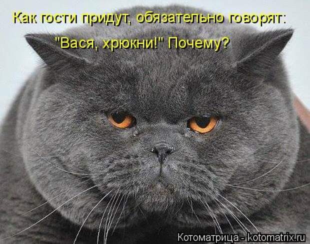 Новая котоматрица (39 фото)