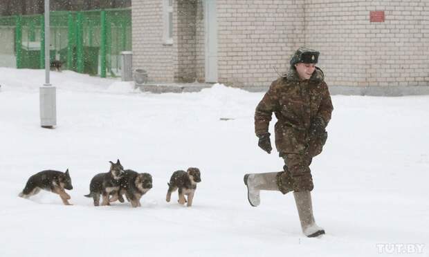 Кинологи
