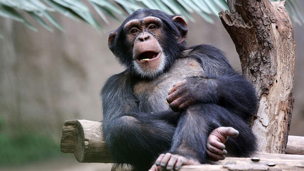 BioLetts: шимпанзе сознательно надеются на удачу в ситуациях трудного выбора