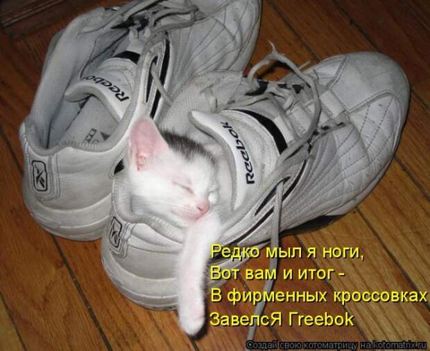 Лучшие котоматрицы недели (50 фото)