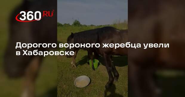 Дорогого вороного жеребца увели в Хабаровске