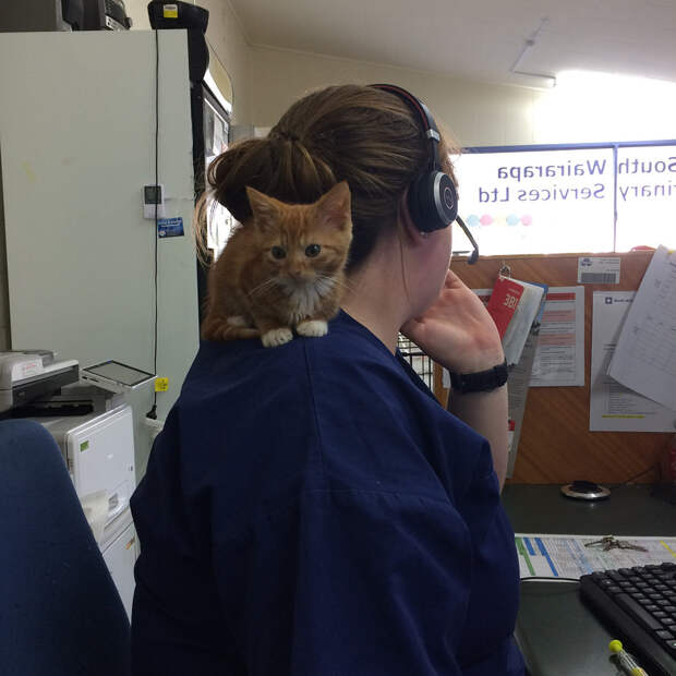 Без кота и жизнь не та