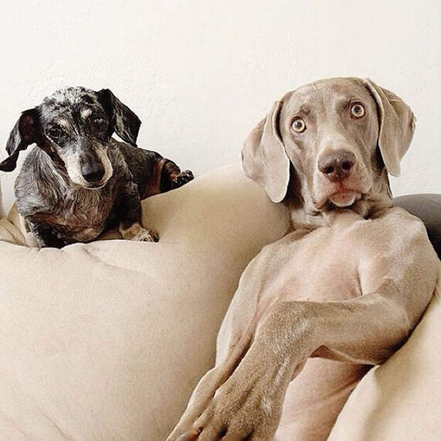 Как животные становятся звездами интернета bffdogs01 Как животные становятся звездами интернета