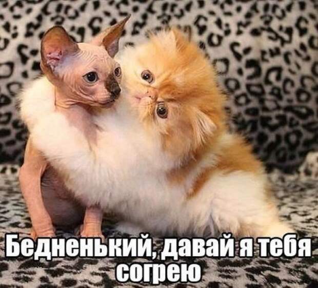 Самые прикольные картинки
