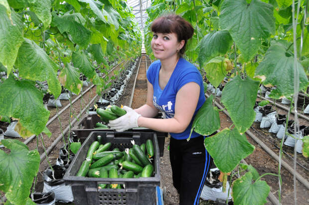 Минсельхоз России: в стране увеличивается валовый сбор тепличных овощей