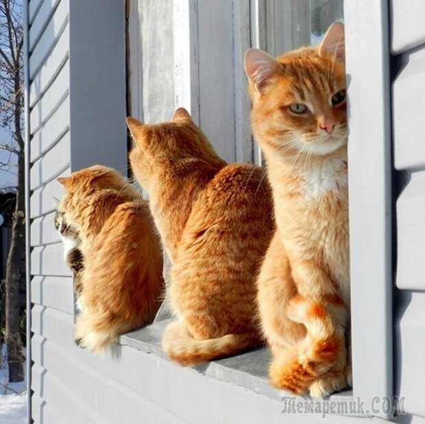 Подборка доброго фото: "Котики-хочувсёзнайки!"