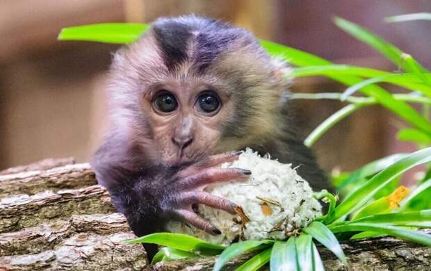 Сотрудники Ленинградского зоопарка заменили маленькой макаке родителей