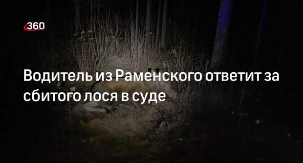 Водитель из Раменского ответит за сбитого лося в суде