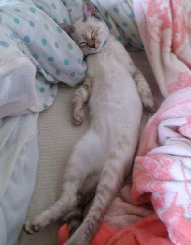 Без кота и жизнь не та