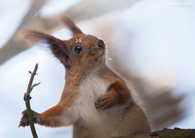 Animal Portraits