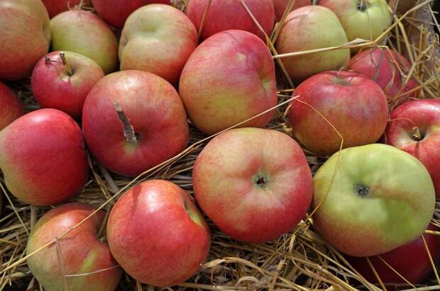 Хранение яблок на сене 