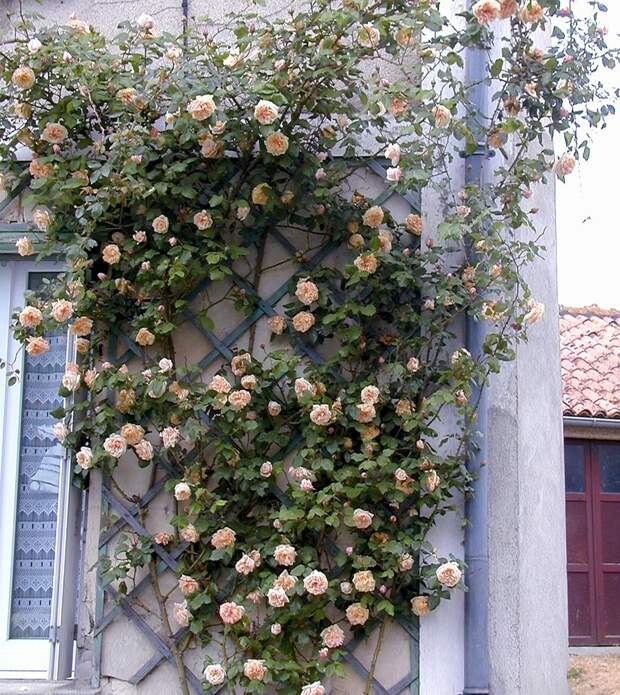 Вьющаяся чайная роза Gloire de Dijon