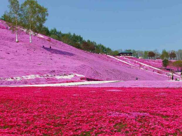 shibazakura20 shibazakura20 Буйство красок травяной сакуры