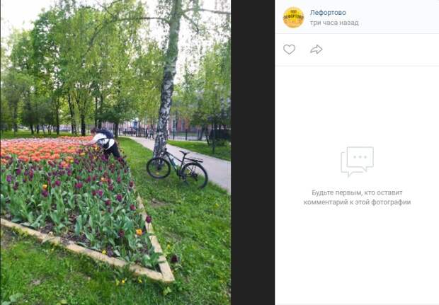 «Любительница» тюльпанов из парка в Лефортове возмутила местных жителей