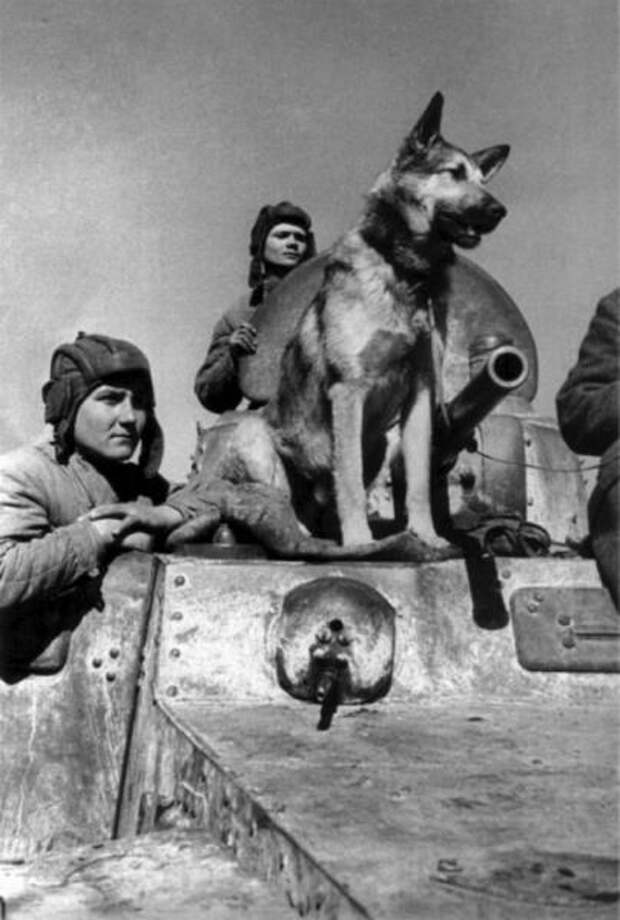 Какие животные стали героями Второй мировой войны и помогли приблизить победу над фашизмом?