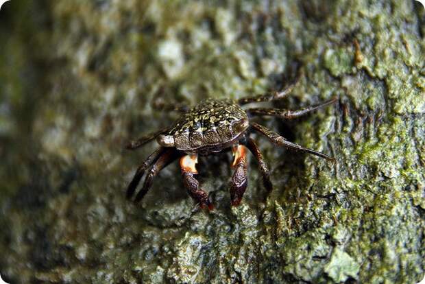Мангровый древесный краб (лат. Aratus pisonii)