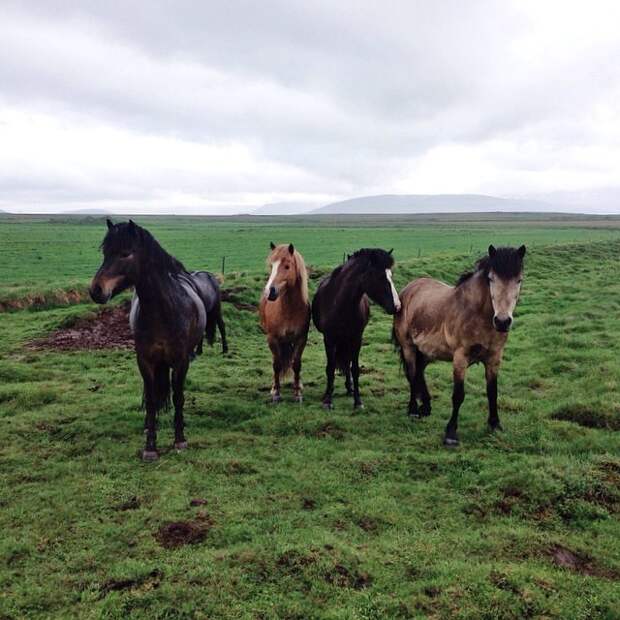 Репортаж из Instagram: Исландия icelandinstagram60 Репортаж из Instagram: Исландия