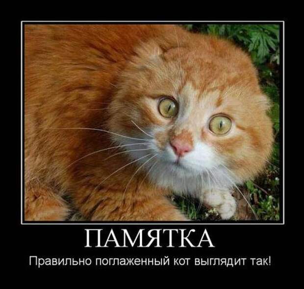 Демотиваторы (30 фото) Демотиваторы (30 фото)