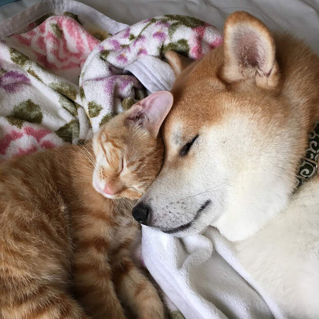 Без кота и жизнь не та