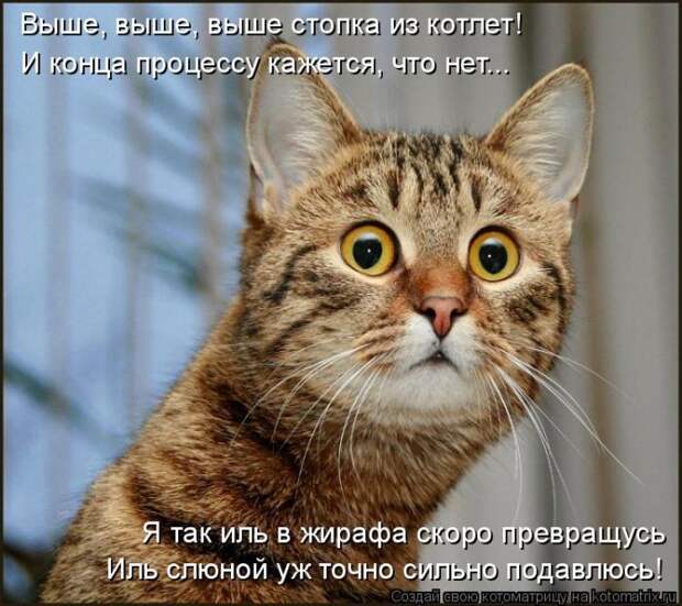 Лучшие котоматрицы недели (50 фото)