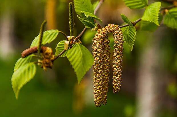 Аллергики уже могут ощутить симптомы болезни из-за заносов пыльцы — аллерголог