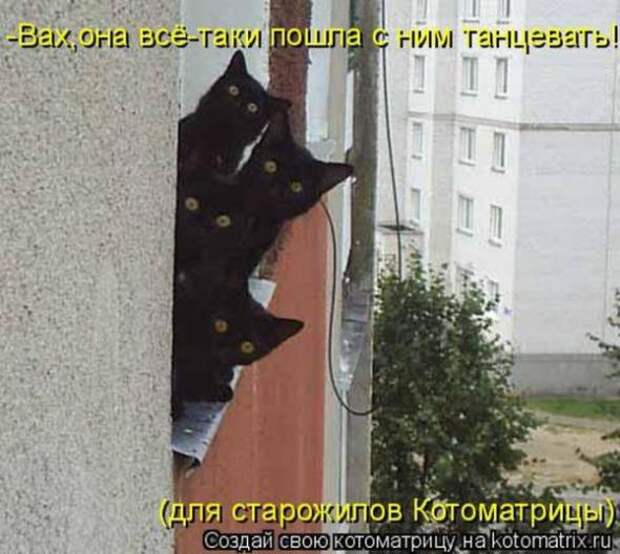 Котоматрицы(картинки с надписями)
