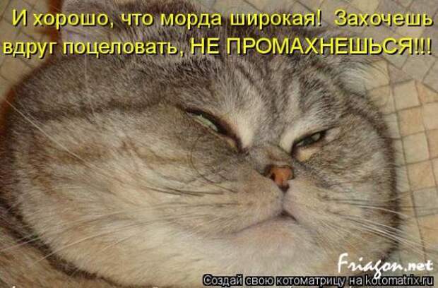 Котоматрица про Любовь