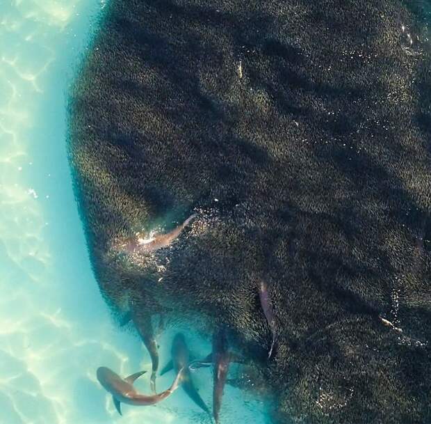 Отважный фотограф сделал невероятные снимки акул в волнах