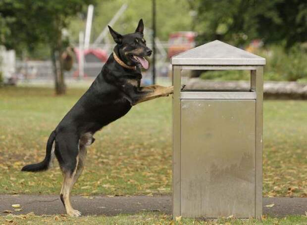 Собака которая убирает мусор