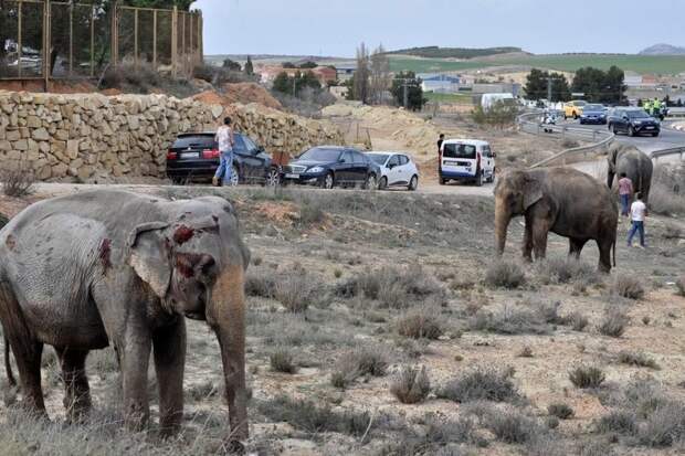 На обнародованных полицией фотографиях видно, как в канаве лежит погибший слон, тогда как оставшиеся в живых существа кормятся травой в непосредственной близости от проезжающих рядом машин. авария, авто, грузовик, дтп, животные, слон, фура, цирк