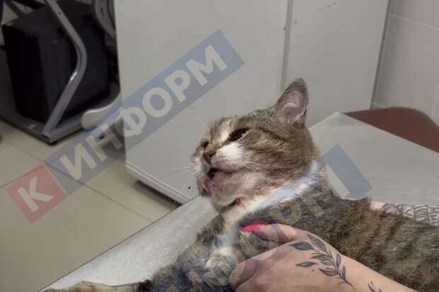 Жительница Сургута избила кота, избавилась от него и стала фигуранткой дела