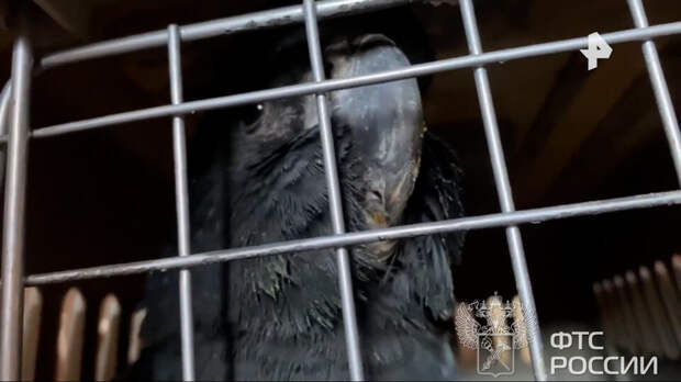 Более 90 попугаев попытались провезти из Узбекистана в Подмосковье