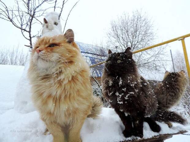 Сибирские коты отлично переносят зиму и холод.
