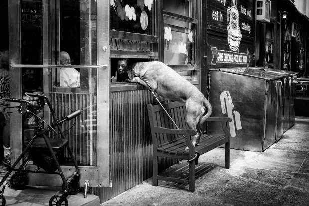 Собака в окне кафе в Нижнем Манхэттене