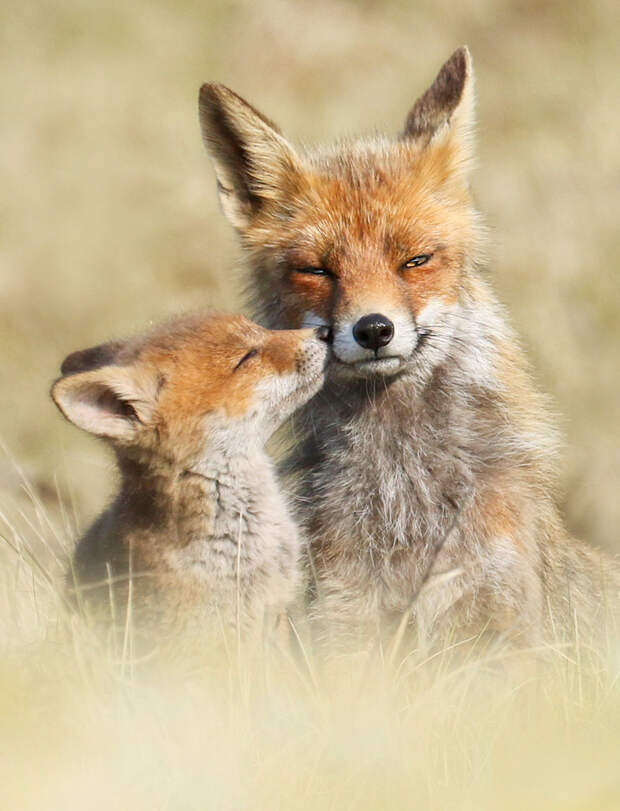 Photographer Reveals Rarely Seen Side Of Wild Foxes