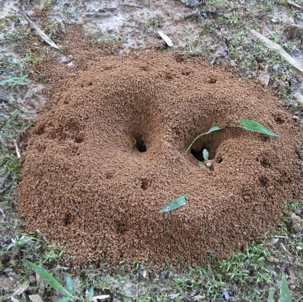 Как избавиться от муравьев на дачном участке?