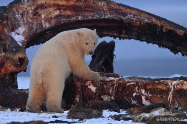Арктика: горячие будни холодного края
