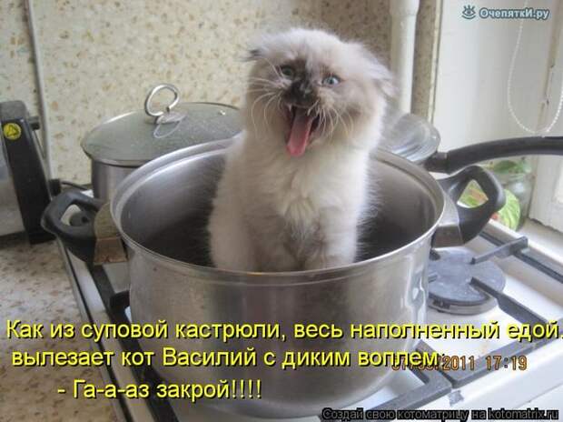 Смешные кошки в котоматрице 6
