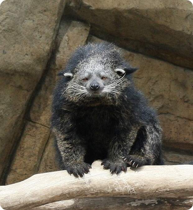 Неуклюжее с виду животное которое благодаря. Бинтуронг. Arctictis Binturong. Бинтуронг кошачий медведь. Бинтуронг животное фото.