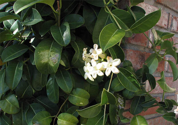 stephanotis