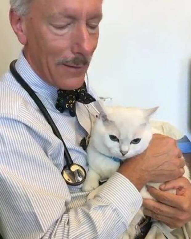 Кот и врач